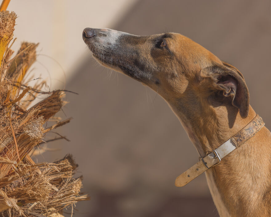 I Documented The Strife Of Rare Spanish Dog Breeds In This Shelter, And It's Mortifying I Documented The Strife Of Rare Spanish Dog Breeds In This Shelter, And It's Mortifying