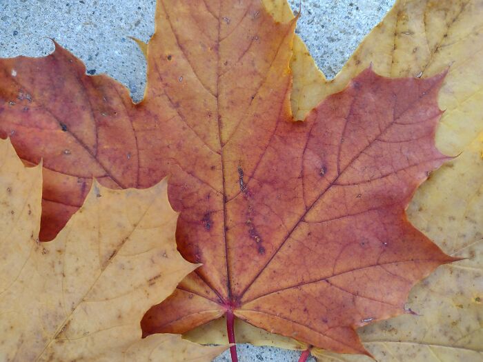 Some Maple Leaves On The Ground