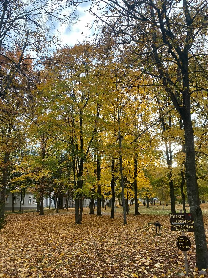 The Leaves In The Park