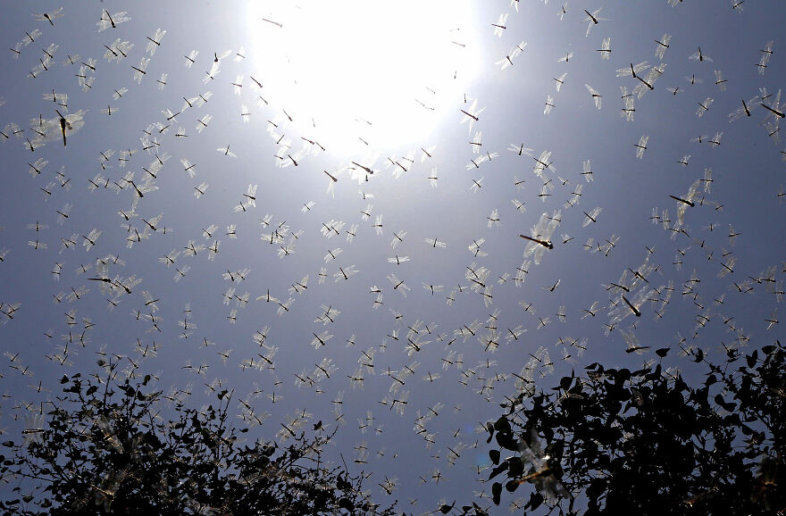 Swarm The Sun