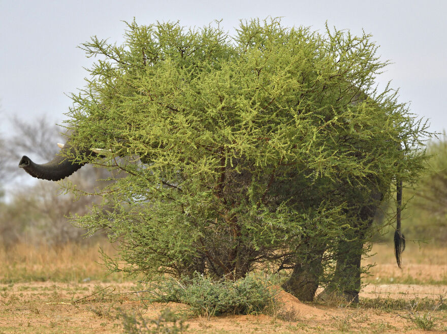 A Bush Elephant