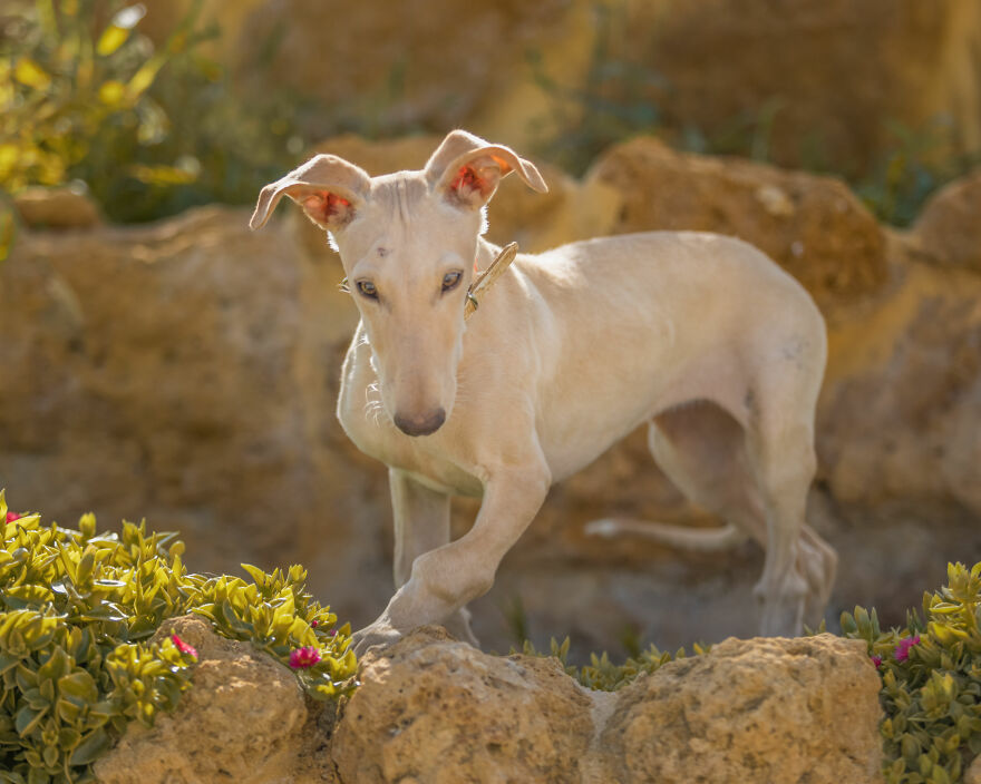 I Documented The Strife Of Rare Spanish Dog Breeds In This Shelter, And It's Mortifying I Documented The Strife Of Rare Spanish Dog Breeds In This Shelter, And It's Mortifying