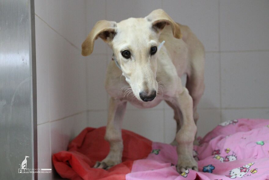 I Documented The Strife Of Rare Spanish Dog Breeds In This Shelter, And It's Mortifying I Documented The Strife Of Rare Spanish Dog Breeds In This Shelter, And It's Mortifying