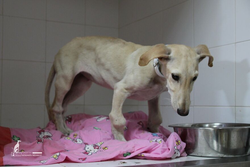 I Documented The Strife Of Rare Spanish Dog Breeds In This Shelter, And It's Mortifying I Documented The Strife Of Rare Spanish Dog Breeds In This Shelter, And It's Mortifying