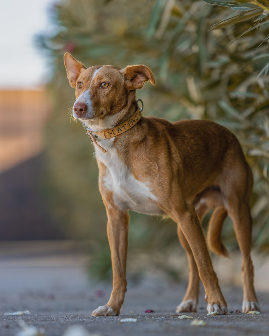 I Documented The Strife Of Rare Spanish Dog Breeds In This Shelter, And It's Mortifying I Documented The Strife Of Rare Spanish Dog Breeds In This Shelter, And It's Mortifying
