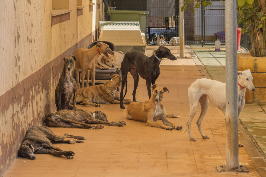 I Documented The Strife Of Rare Spanish Dog Breeds In This Shelter, And It's Mortifying I Documented The Strife Of Rare Spanish Dog Breeds In This Shelter, And It's Mortifying