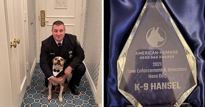 Meet Hansel, A Pit Bull Who Was Rescued From A Dog Fighting Ring And Adopted By The Millville Fire Department Who Trained Him To Become An Arson Detection K-9 Officer