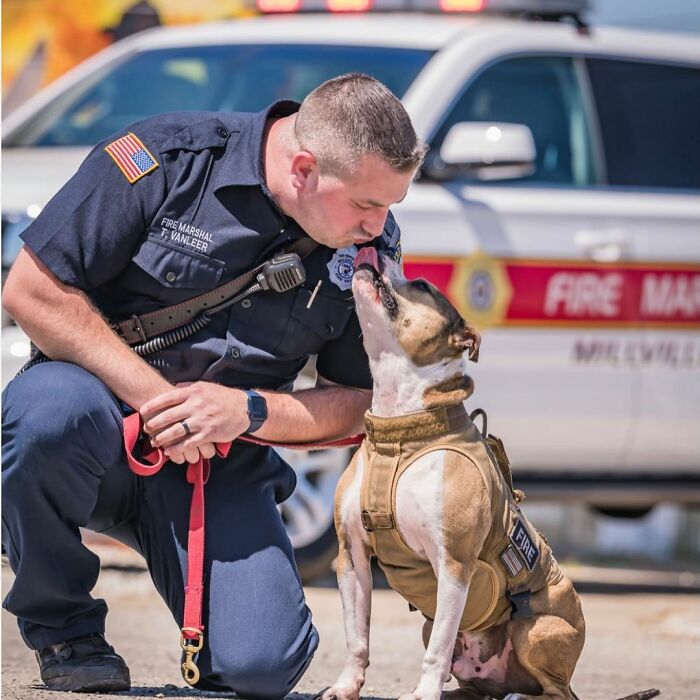 Meet Hansel, A Pit Bull Who Was Rescued From A Dog Fighting Ring And Adopted By The Millville Fire Department Who Trained Him To Become An Arson Detection K-9 Officer