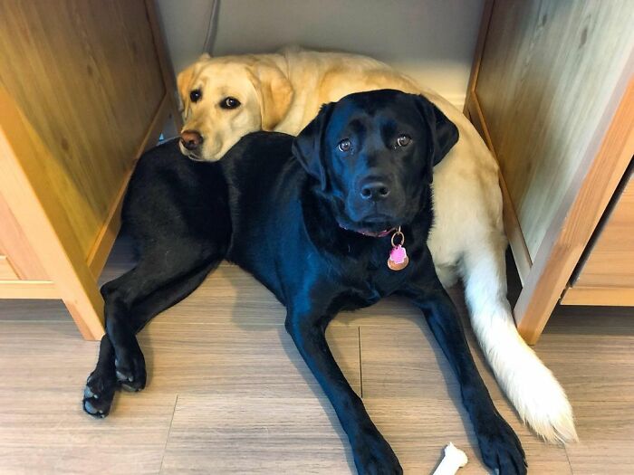 Labrador Named Lily Always Gets Her Deaf Sister When It’s Time For A Walk