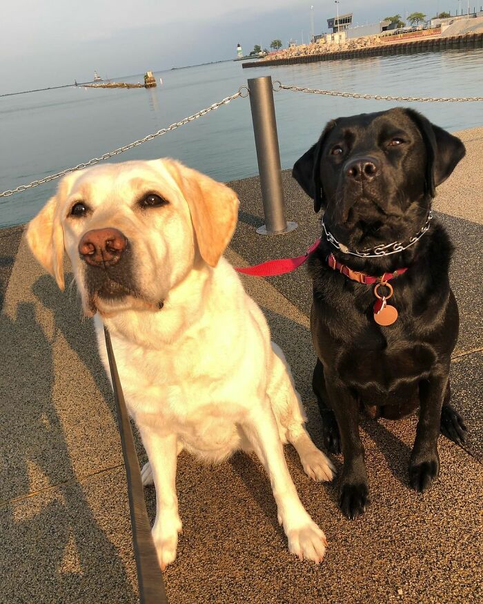 Labrador Named Lily Always Gets Her Deaf Sister When It’s Time For A Walk