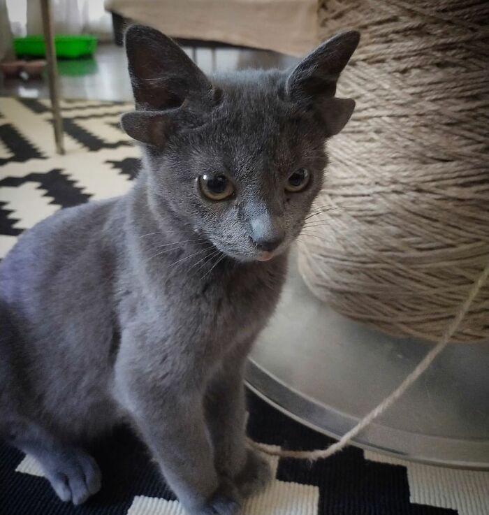 Rescue Kitten With Two Sets Of Ears Becomes An Internet Sensation Rescue Kitten With Two Sets Of Ears Becomes An Internet Sensation