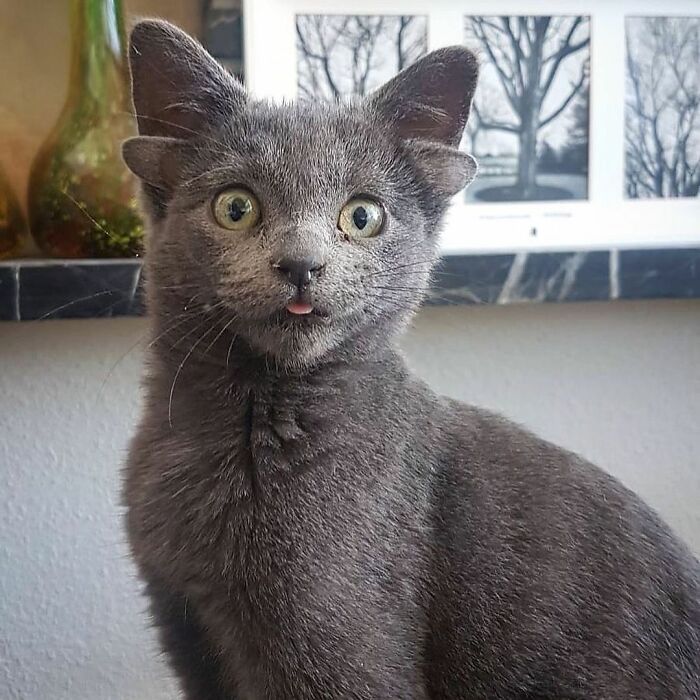 Rescue Kitten With Two Sets Of Ears Becomes An Internet Sensation