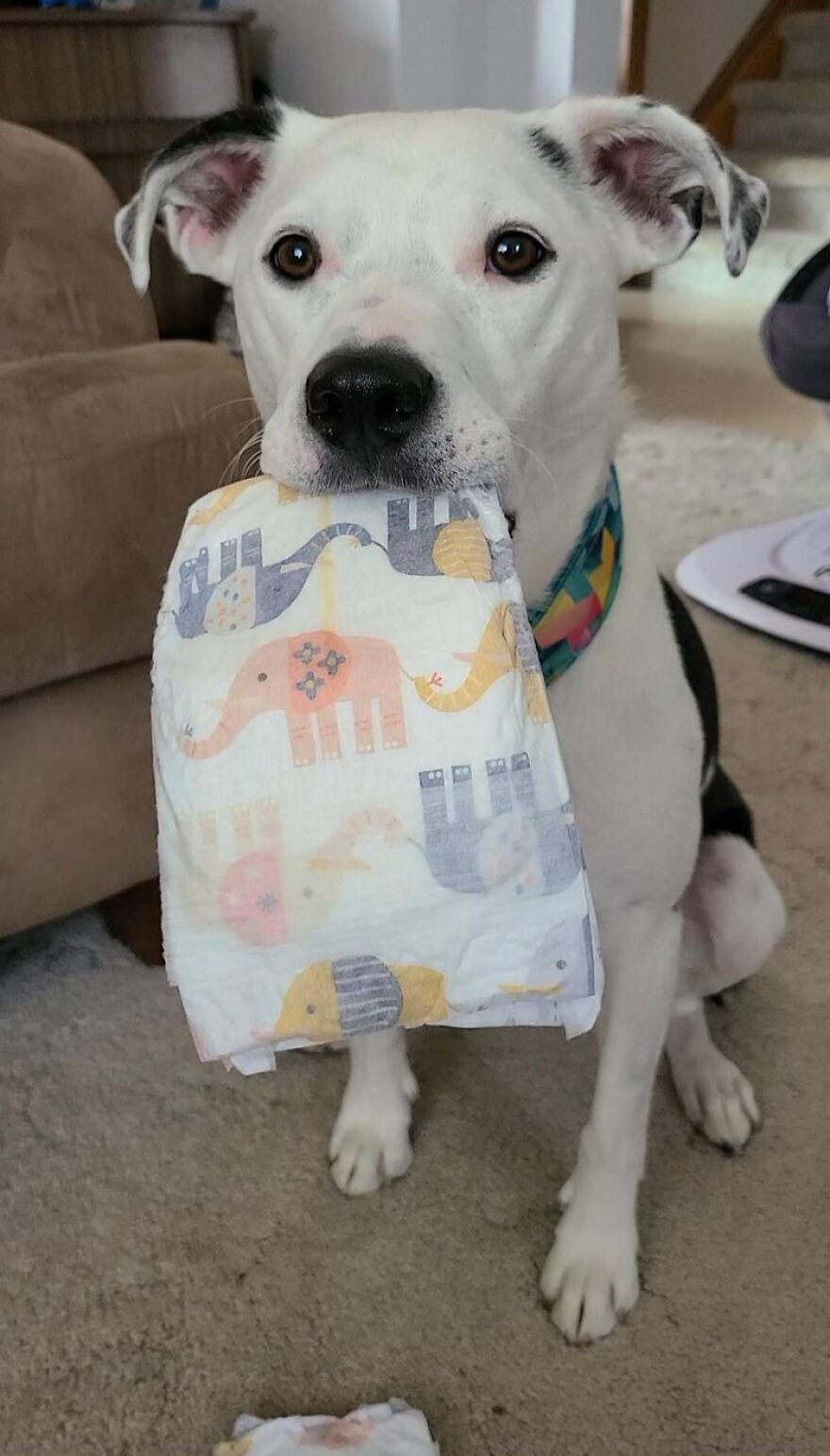This Dog Learned To Bring Diapers To Help A Newborn Baby's Mother Out, A Video Of It Goes Viral This Dog Learned To Bring Diapers To Help A Newborn Baby's Mother Out, A Video Of It Goes Viral