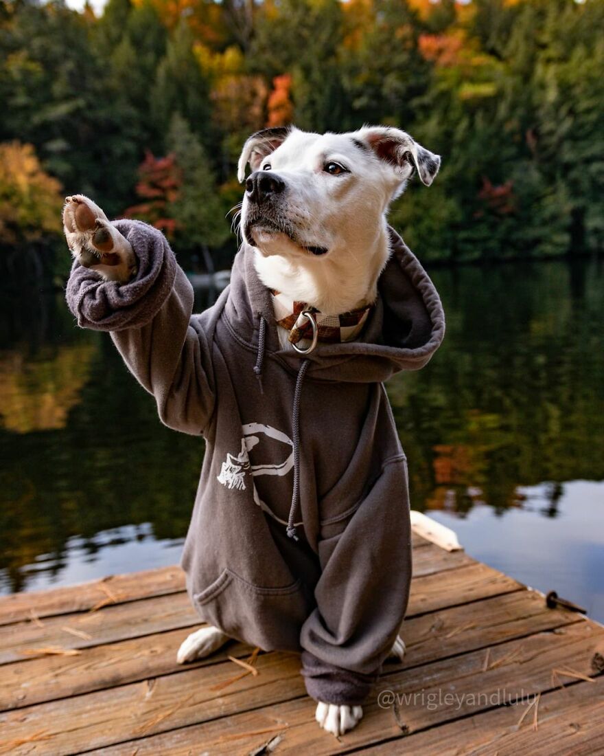 This Dog Learned To Bring Diapers To Help A Newborn Baby's Mother Out, A Video Of It Goes Viral This Dog Learned To Bring Diapers To Help A Newborn Baby's Mother Out, A Video Of It Goes Viral