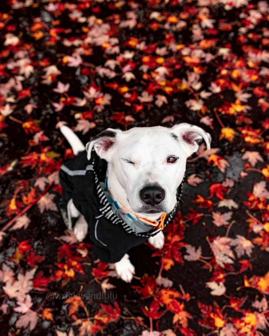 This Dog Learned To Bring Diapers To Help A Newborn Baby's Mother Out, A Video Of It Goes Viral This Dog Learned To Bring Diapers To Help A Newborn Baby's Mother Out, A Video Of It Goes Viral