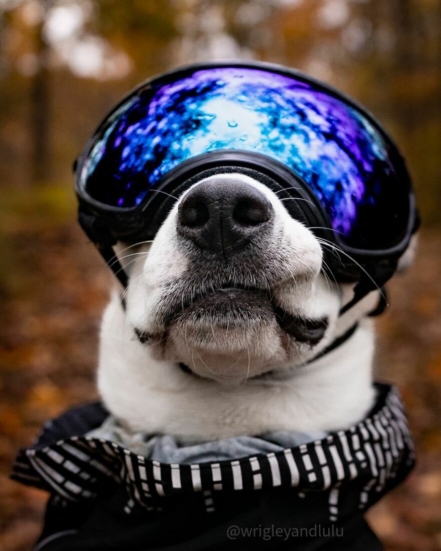 This Dog Learned To Bring Diapers To Help A Newborn Baby's Mother Out, A Video Of It Goes Viral This Dog Learned To Bring Diapers To Help A Newborn Baby's Mother Out, A Video Of It Goes Viral