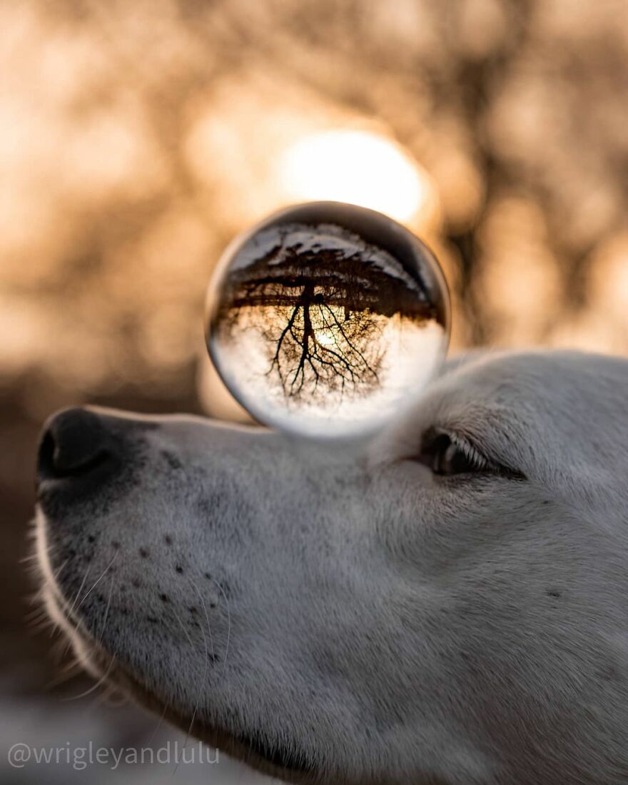 This Dog Learned To Bring Diapers To Help A Newborn Baby's Mother Out, A Video Of It Goes Viral This Dog Learned To Bring Diapers To Help A Newborn Baby's Mother Out, A Video Of It Goes Viral