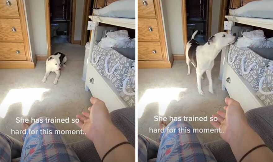 This Dog Learned To Bring Diapers To Help A Newborn Baby's Mother Out, A Video Of It Goes Viral This Dog Learned To Bring Diapers To Help A Newborn Baby's Mother Out, A Video Of It Goes Viral