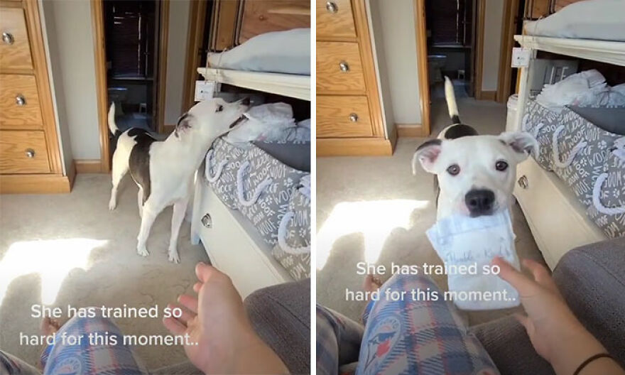 This Dog Learned To Bring Diapers To Help A Newborn Baby's Mother Out, A Video Of It Goes Viral