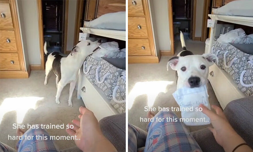 This Dog Learned To Bring Diapers To Help A Newborn Baby's Mother Out, A Video Of It Goes Viral This Dog Learned To Bring Diapers To Help A Newborn Baby's Mother Out, A Video Of It Goes Viral