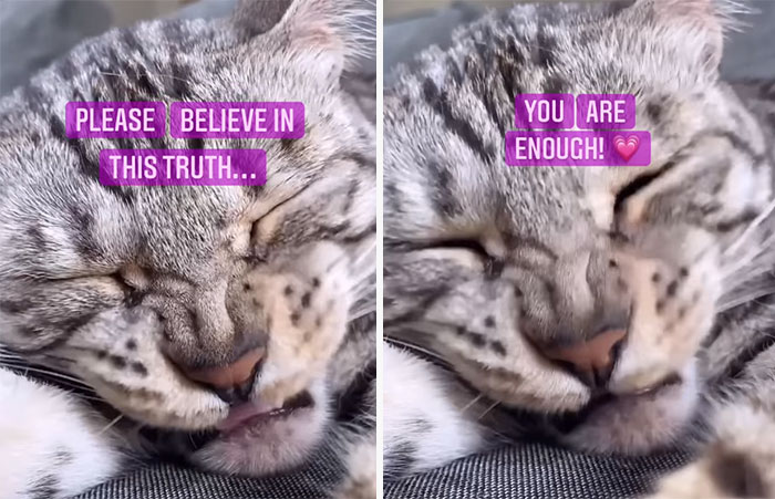 This Cat Is Not Only Keeping Her Owner Company, But Also Gives Wholesome Advice To Others, And Her Fans Melt Over Her This Cat Is Not Only Keeping Her Owner Company, But Also Gives Wholesome Advice To Others, And Her Fans Melt Over Her