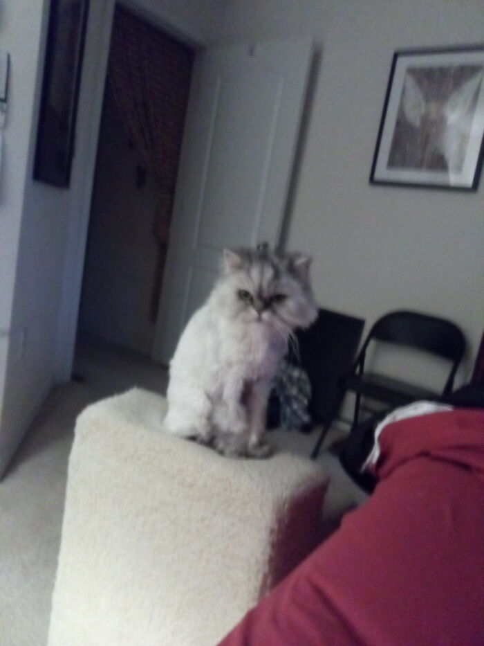 Misty. Persian With Her Lioness Cut