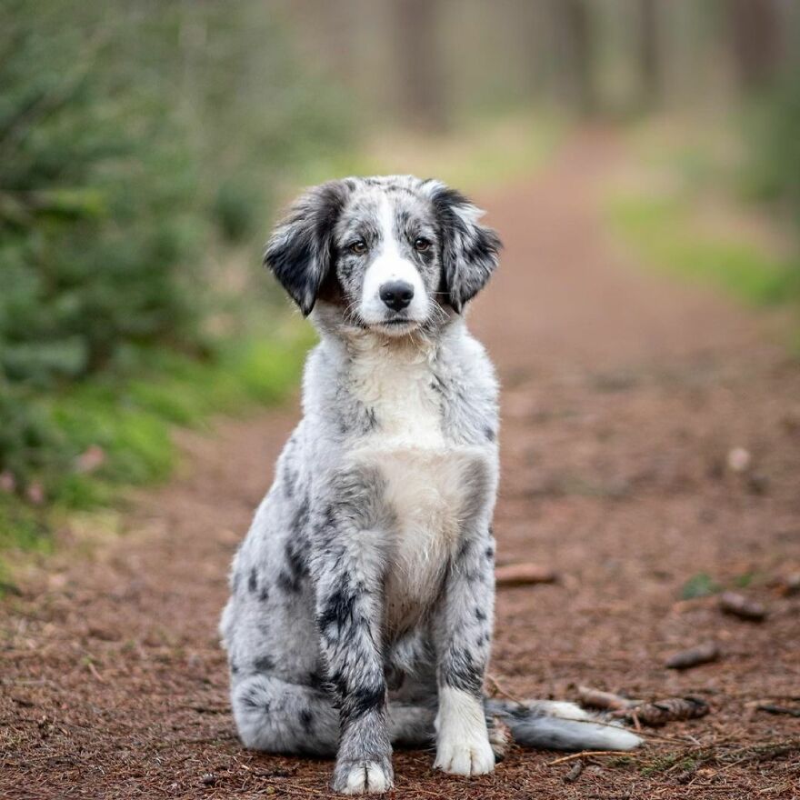 My Most Popular Pics Since I Started Dog Photography