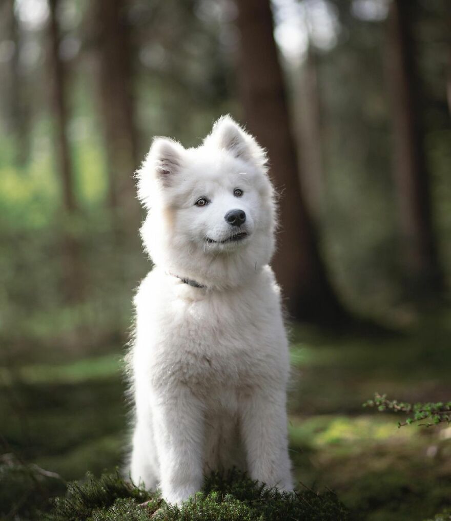 My Most Popular Pics Since I Started Dog Photography