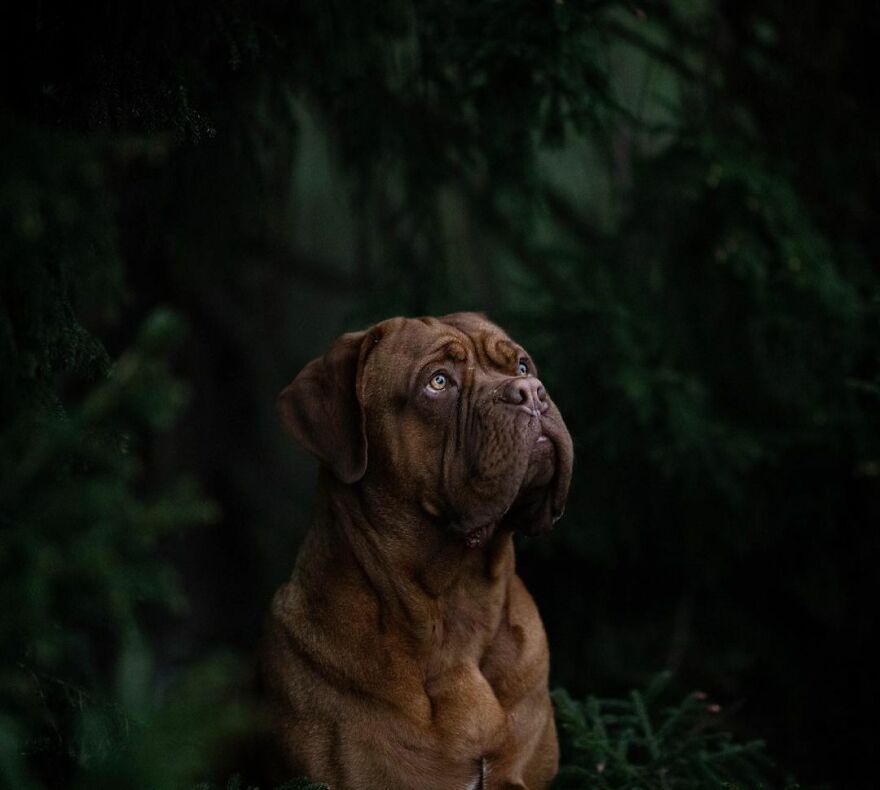 My Most Popular Pics Since I Started Dog Photography