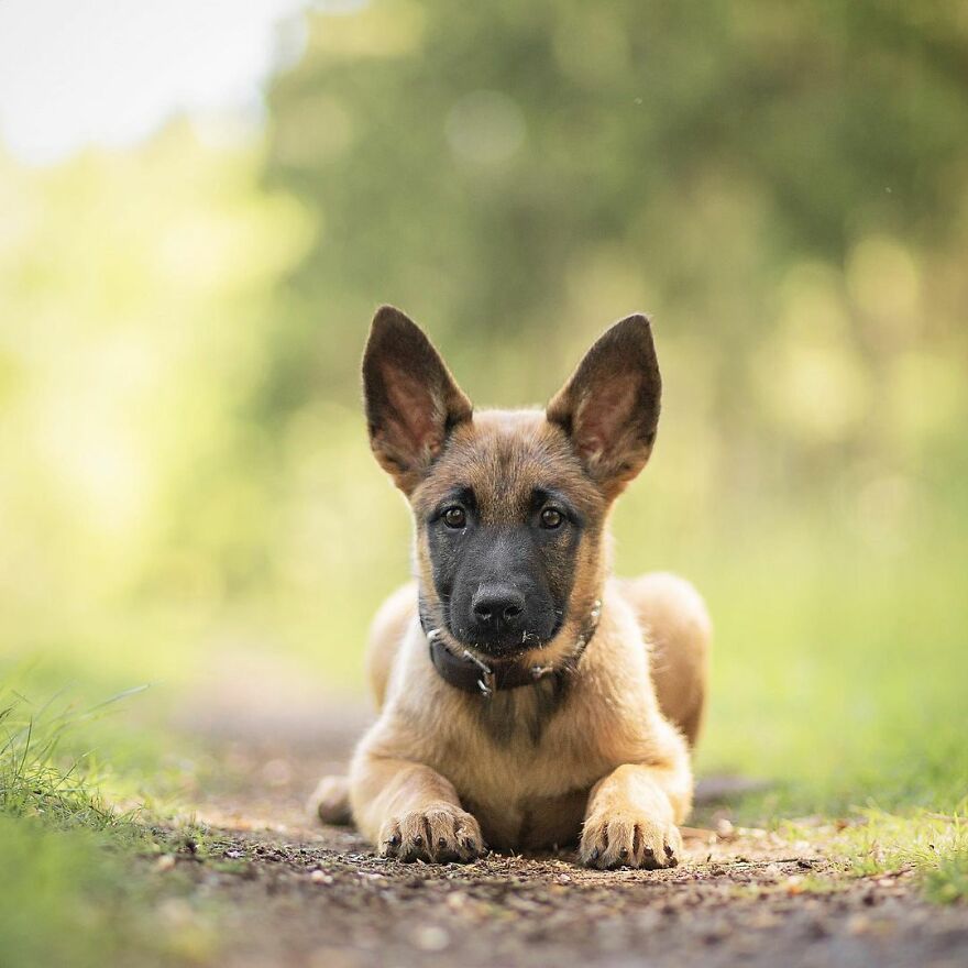 My Most Popular Pics Since I Started Dog Photography