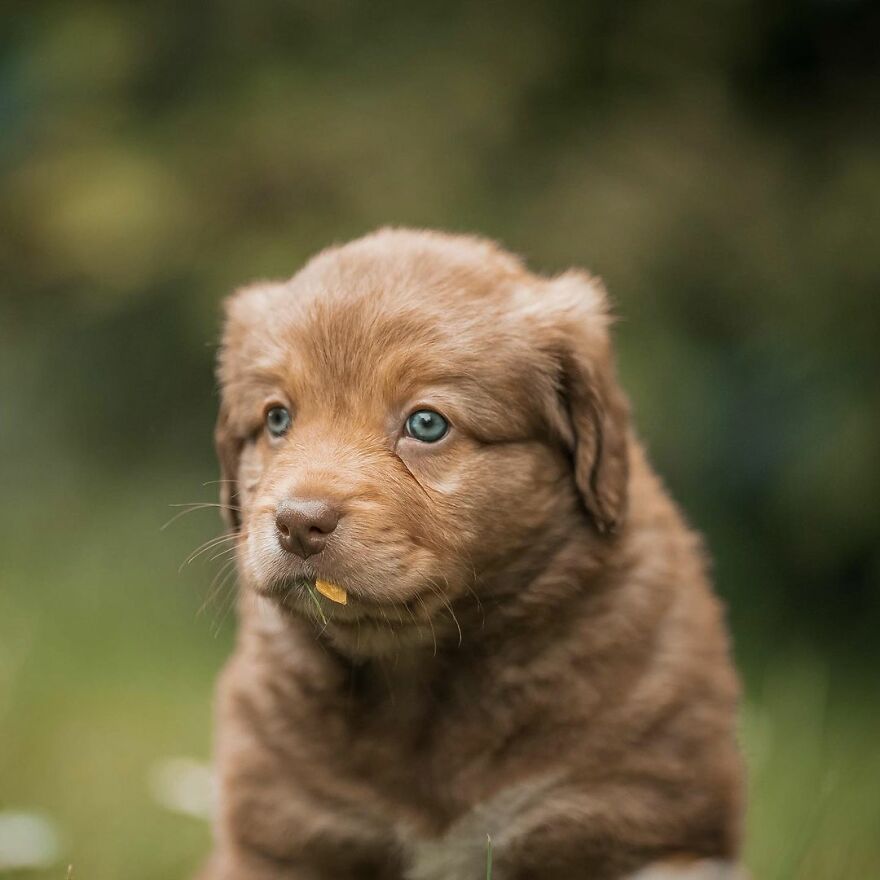 My Most Popular Pics Since I Started Dog Photography