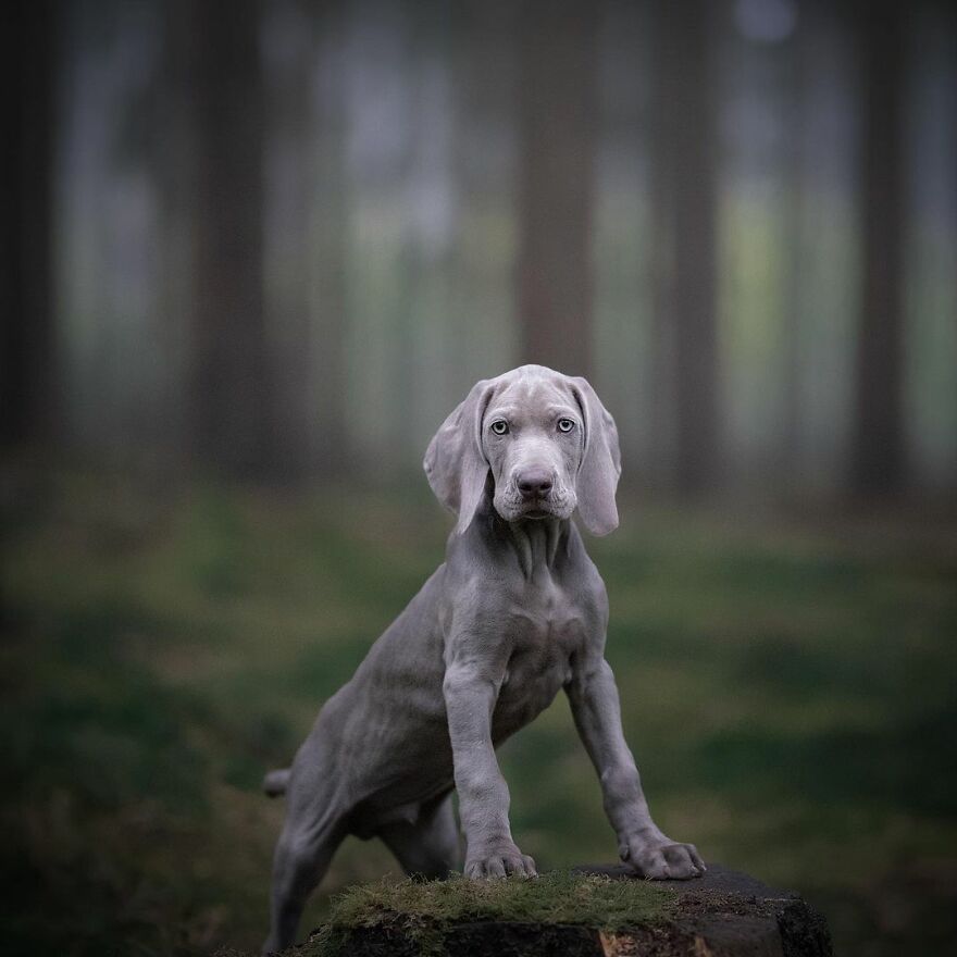 My Most Popular Pics Since I Started Dog Photography