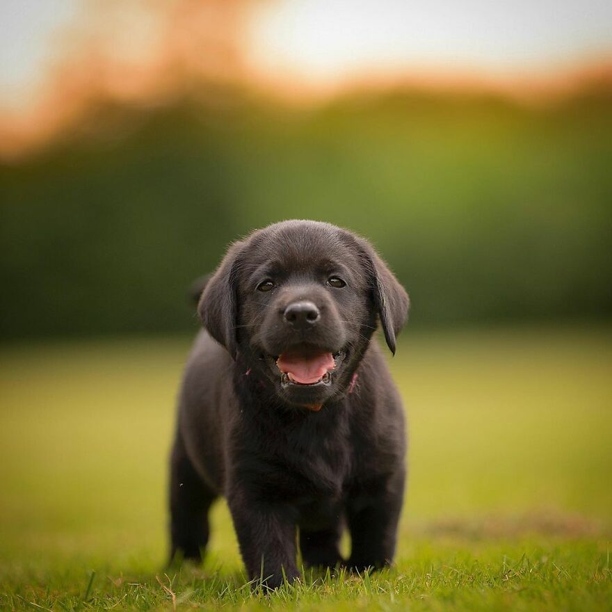 My Most Popular Pics Since I Started Dog Photography