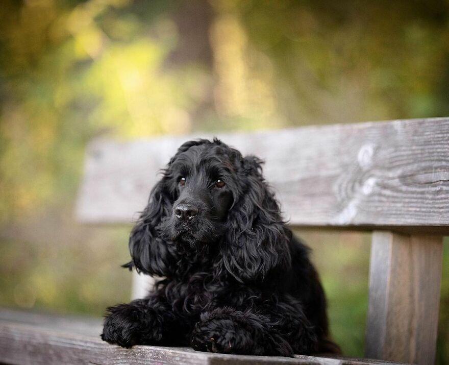 My Most Popular Pics Since I Started Dog Photography