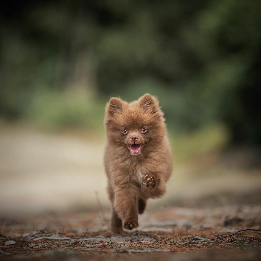 My Most Popular Pics Since I Started Dog Photography