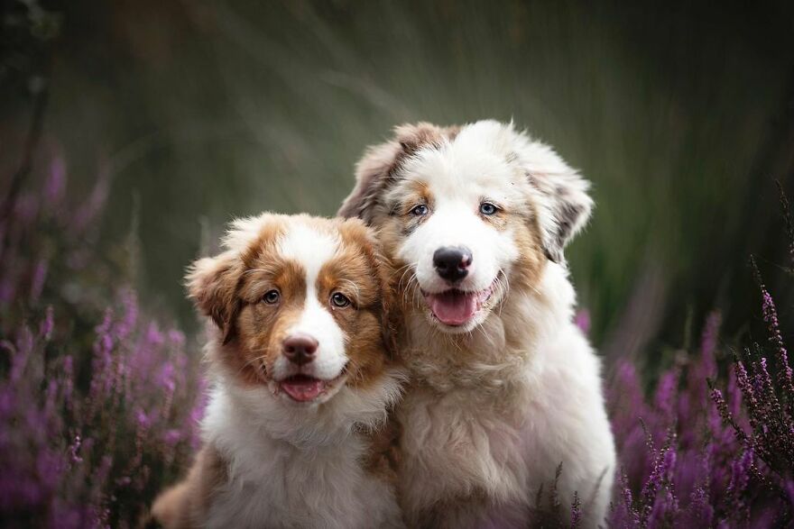 My Most Popular Pics Since I Started Dog Photography