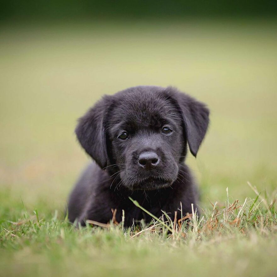 My Most Popular Pics Since I Started Dog Photography