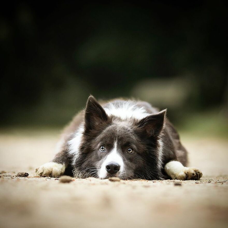 My Most Popular Pics Since I Started Dog Photography