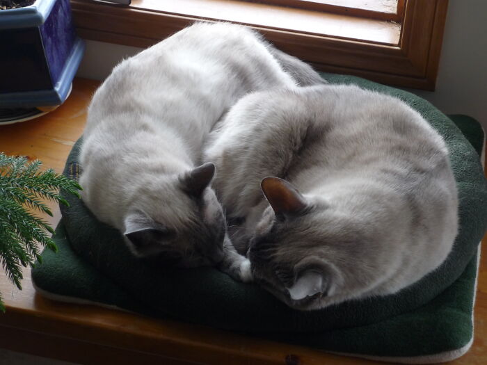 Our Two Curled Up For A Snooze In The Window.