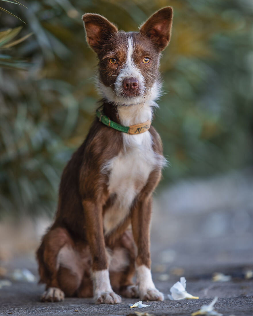 I Documented The Strife Of Rare Spanish Dog Breeds In This Shelter, And It's Mortifying I Documented The Strife Of Rare Spanish Dog Breeds In This Shelter, And It's Mortifying