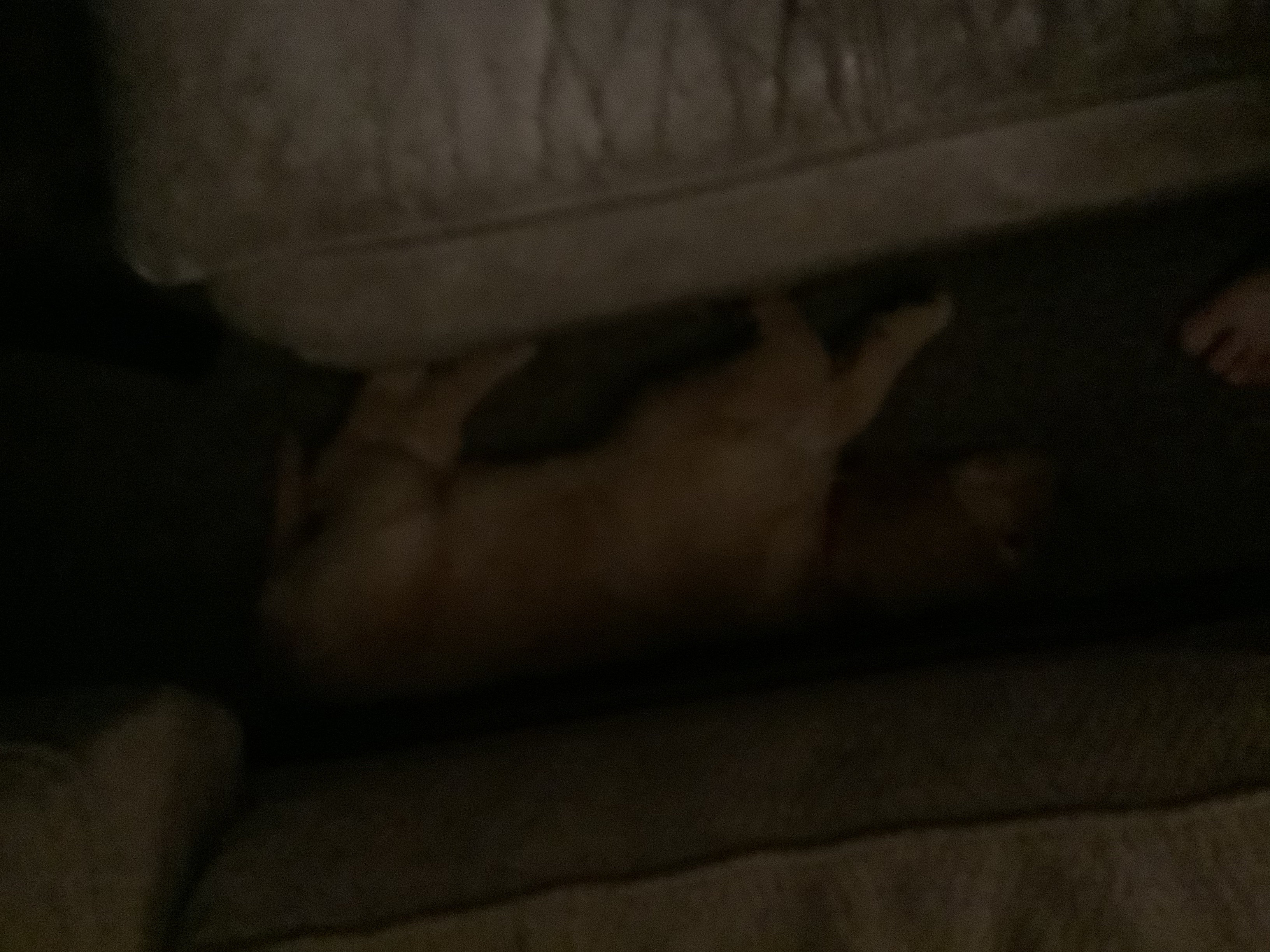 Post A Photo Of Your Pet In A Cute State