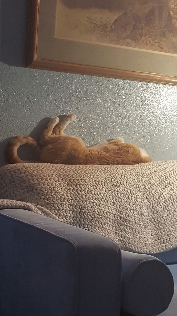 Soxie's Favorite Sleeping Spot