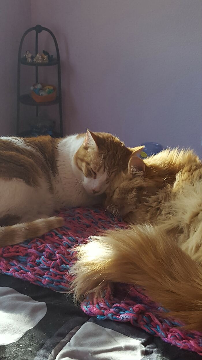 Oliver (Left) And Lieto (Right) - Absolutely Inseparable Until Oliver Crossed The Rainbow Bridge Recently (Please Send Lieto Love)