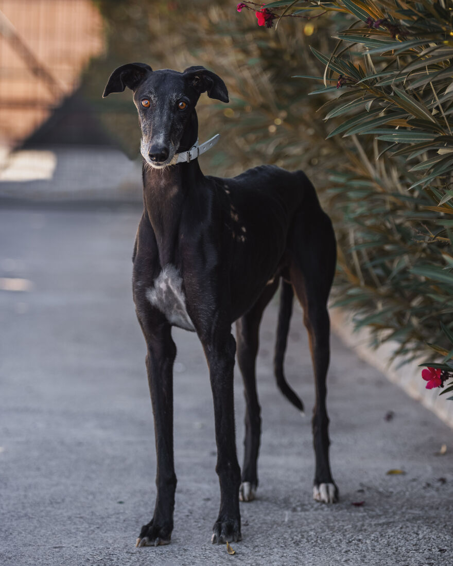 I Documented The Strife Of Rare Spanish Dog Breeds In This Shelter, And It's Mortifying I Documented The Strife Of Rare Spanish Dog Breeds In This Shelter, And It's Mortifying