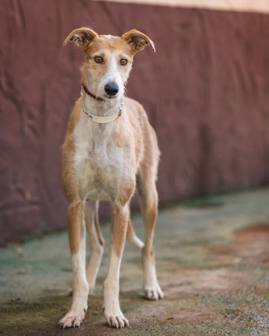 I Documented The Strife Of Rare Spanish Dog Breeds In This Shelter, And It's Mortifying I Documented The Strife Of Rare Spanish Dog Breeds In This Shelter, And It's Mortifying