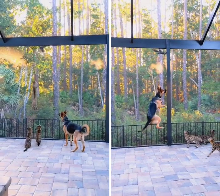 El perro se esfuerza por saltar como sus amigos los gatos