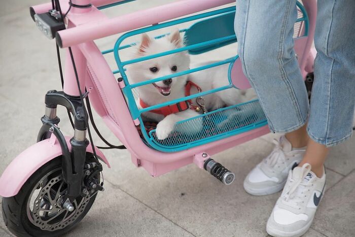 The Japanese Have Invented A Pet-Friendly E-Bike Called A Mopet, And It's Going To Make Their Transportation Much Easier The Japanese Have Invented A Pet-Friendly E-Bike Called A Mopet, And It's Going To Make Their Transportation Much Easier
