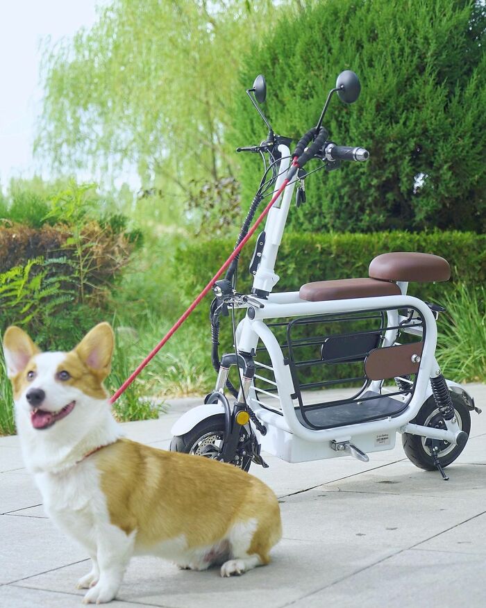 The Japanese Have Invented A Pet-Friendly E-Bike Called A Mopet, And It's Going To Make Their Transportation Much Easier The Japanese Have Invented A Pet-Friendly E-Bike Called A Mopet, And It's Going To Make Their Transportation Much Easier