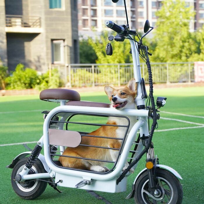 The Japanese Have Invented A Pet-Friendly E-Bike Called A Mopet, And It's Going To Make Their Transportation Much Easier The Japanese Have Invented A Pet-Friendly E-Bike Called A Mopet, And It's Going To Make Their Transportation Much Easier