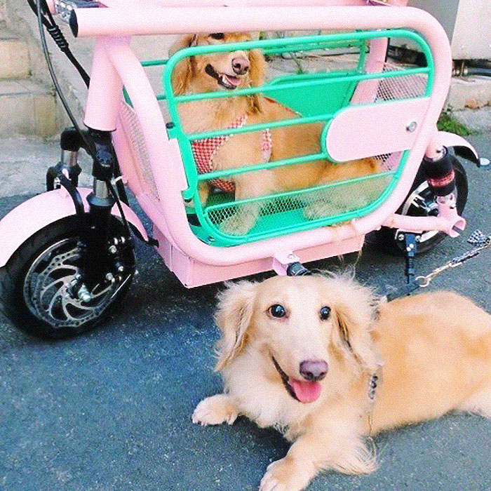 The Japanese Have Invented A Pet-Friendly E-Bike Called A Mopet, And It's Going To Make Their Transportation Much Easier The Japanese Have Invented A Pet-Friendly E-Bike Called A Mopet, And It's Going To Make Their Transportation Much Easier